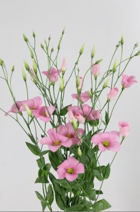 Lisiantus Hol. Botanic Pink 75cm 55gr x10
