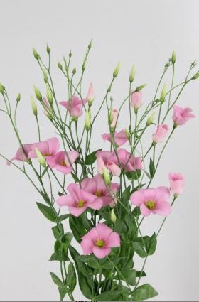 Lisiantus Hol. Botanic Pink 70cm 55gr "T10"