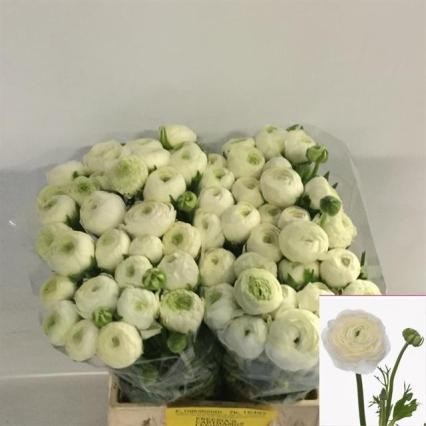 Ranunculos Hol. El White 45cm 25gr Bl