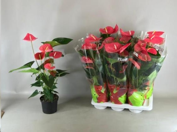 P. Anthurium An Maine 17/70cm x6  +5Flores