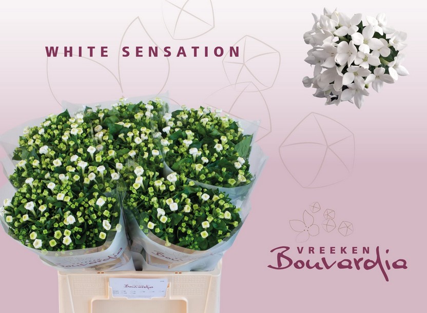 Bouvardia Hol. White Sensation 60cm