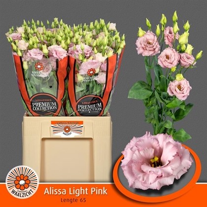 Lisiantus Hol. Alissa L Pink 70cm 55gr x10