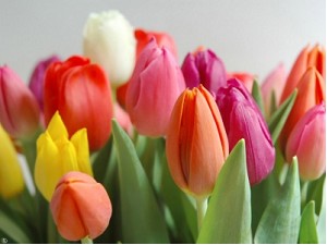 Tulipan Nac. Mixto 40cm (7Dias)