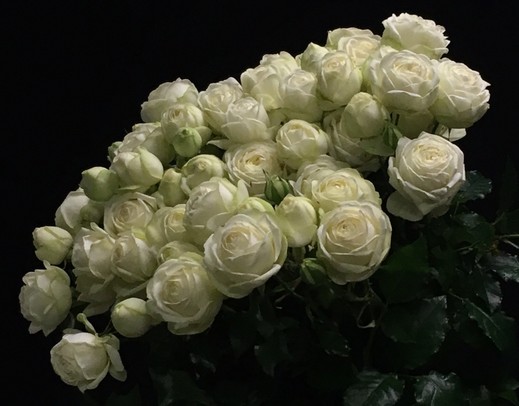 Ramificada Snow Bubbles 60cm Bl.
