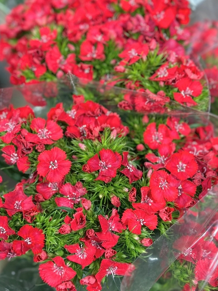 Dianthus Amazon Rojo 80cm x10