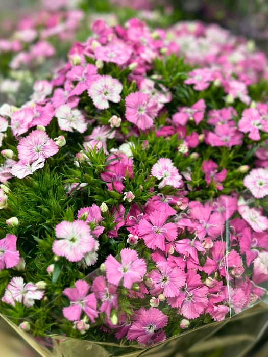 Dianthus Amazon Rosa 80cm