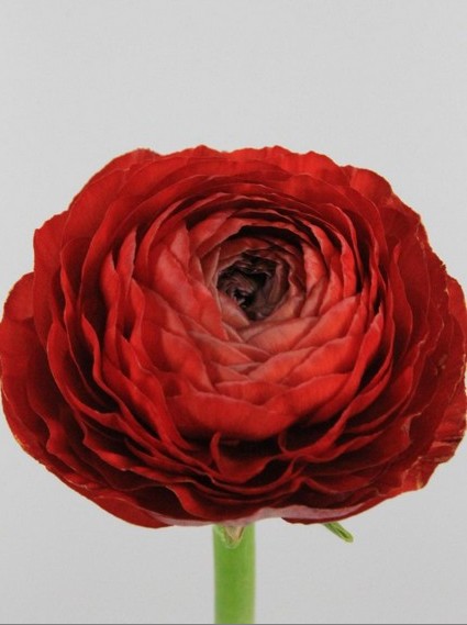 Ranunculos Hol. El Red 45cm 35gr