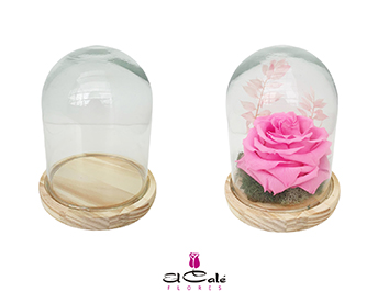 Cupula Classic 12x15Hcm "T6"