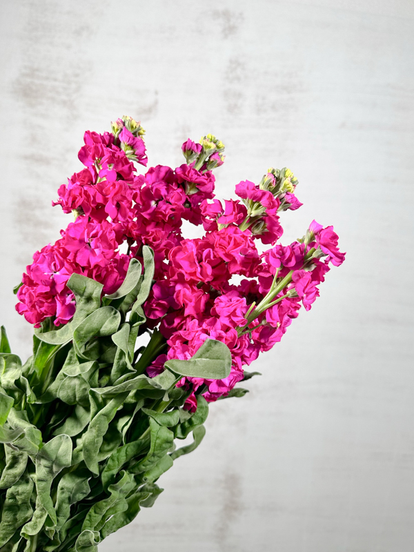 Aleli Nac. Fucsia 70cm