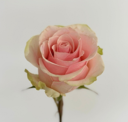 Rosa Ecu. Frutteto 50cm Rs.