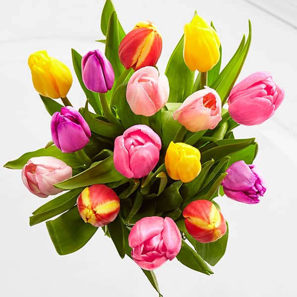 Tulipan Hol. Popurri 40cm "T50"