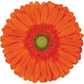 Gerbera Hol. Atlanta x25