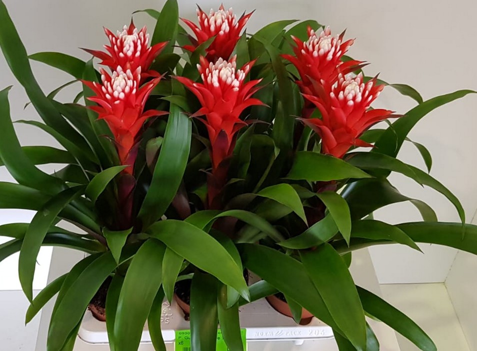 P. Guzmania Hope 12/45cm x6