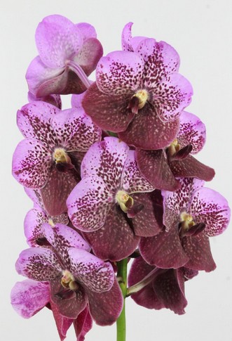 Vanda Pink Mahoga x16 Bic.