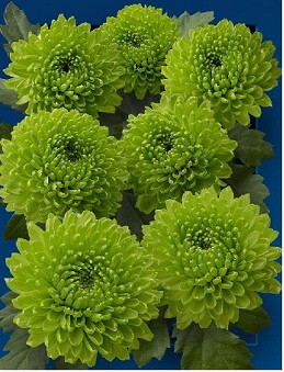 Santini Country 1100gr "T25" Vd.