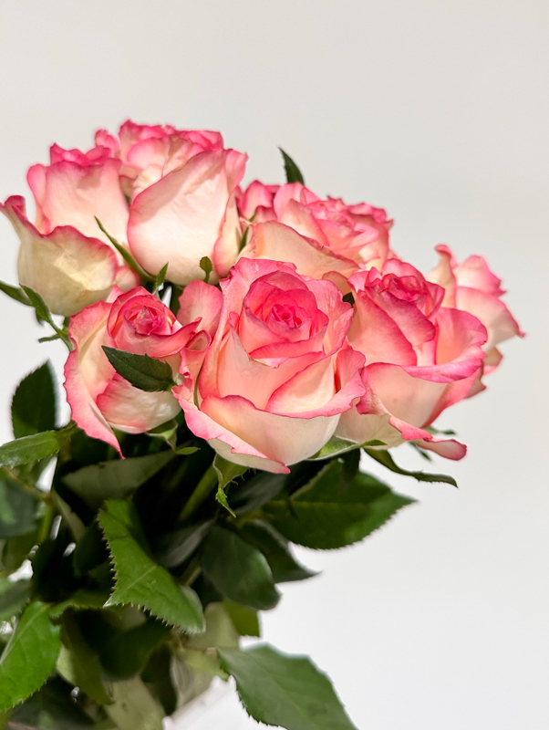 Rosa Hol. Jumilla 50cm A2 "Premium"