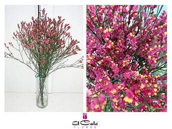 Limonium Nac. Hibrido Fucsia 80cm Paq.