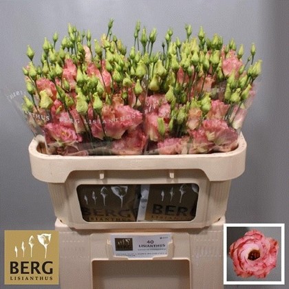 Lisiantus Hol. Alissa Champan 65cm 55gr "T10"