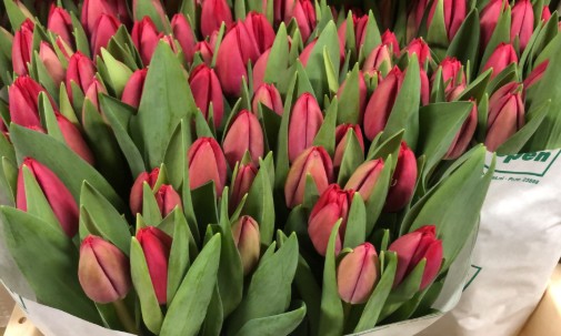 Tulipan Hol. Curry 40cm
