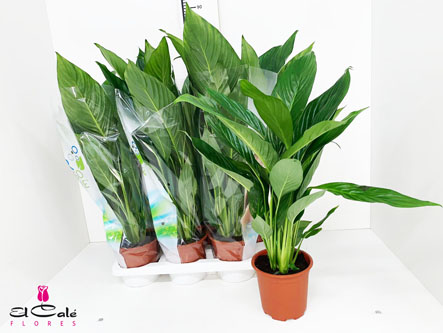 P. Spathyfilium Bingo Cupido 17/75cm 5+Flores x6