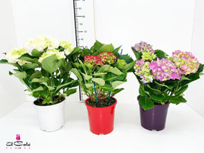 P. Hortensia Nac. Blanca 17/55cm x6