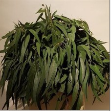Eucaliptus Alargado 65cm 500gr