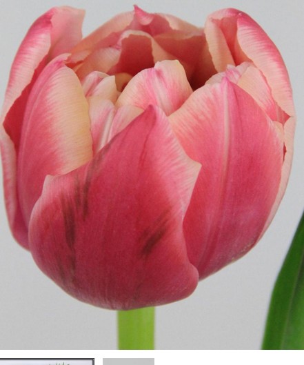 Tulipan Hol. Doble Columbus 35cm Bic.