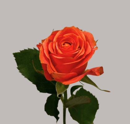 Rosa Hol. Clarence 55cm