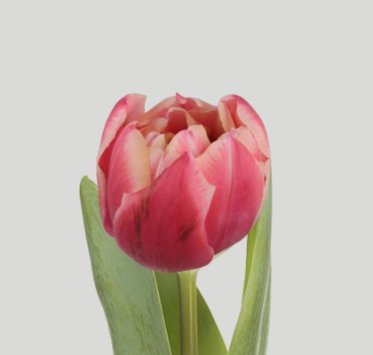 Tulipan Hol. Doble Columbus 38cm Bic.