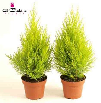 P. Cupressus Ma Gold Wilma 14/70cm x7