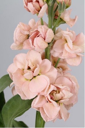 Aleli Hol. Milla Salmon 65cm "T10"