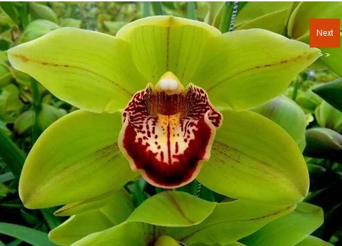 Cymbidium Polychrome 80cm Vd