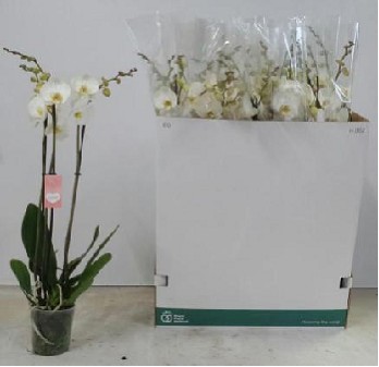 P. Phalaenopsis Ov. White 12/75cm  3T x12