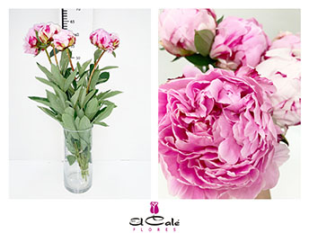 Peonia Hol. Sara Bernardt 60cm Rs. "AAA"
