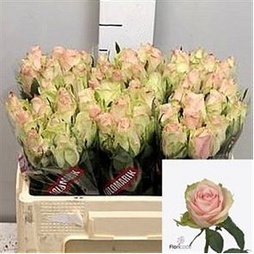 Rosa Hol. Pink Athena 40cm x10 Rs.