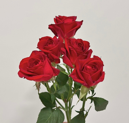 Ramificada Dominica 50cm