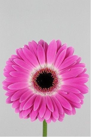 Gerbera Hol. Cubanita Fr.