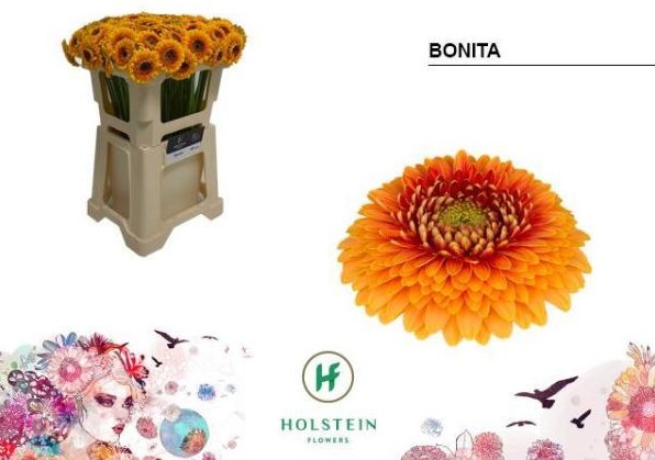 Gerbera Mini Hol. Gerponi Bonita "T20"