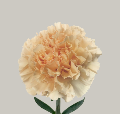 Clavel Col. Fancy Crimea Cr.