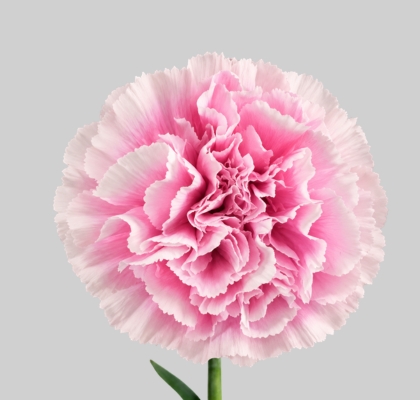 Clavel Col. Fancy Malabar Bic.