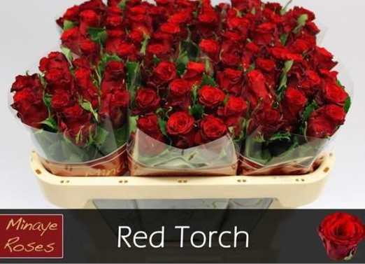 Rosa Hol. Red Torch 50cm Rj. "Flor Peq."