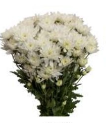 Margarita Col. Maisy Bl.