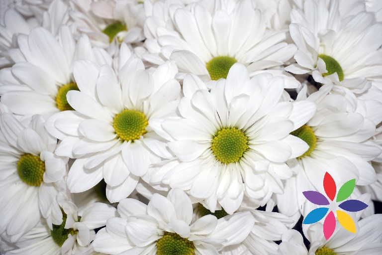 Margarita Col. D. Atlantis Bl.