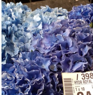 Hortensia Hol. Royal Parade 50cm 16/18 Azul