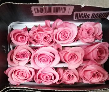 Rosa Ecu. High Bonita 60cm Rs.