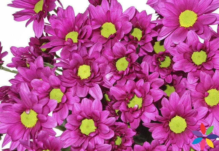 Margarita Col. D. Uva Mor.