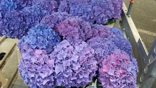 Hortensia Rodeo Paars 80cm x5 20