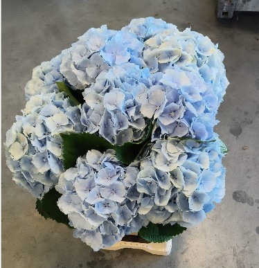 Hortensia Verena Azul 65cm �18/20