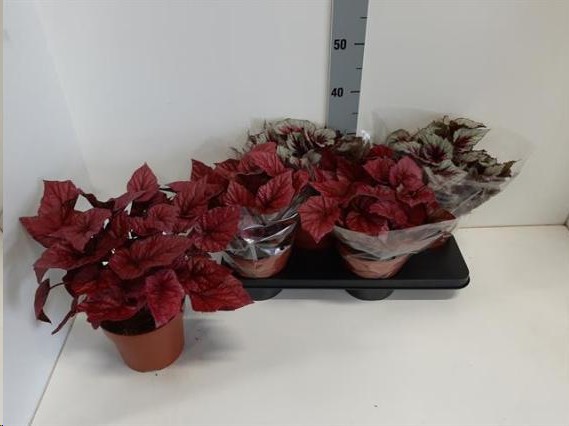 P. Begonia Bel Mix 17/32cm  x4