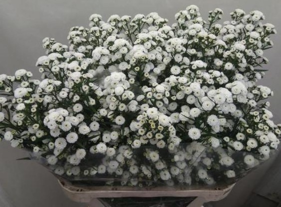 Aster Hol. Nb Pompon 85cm 30gr "T25"